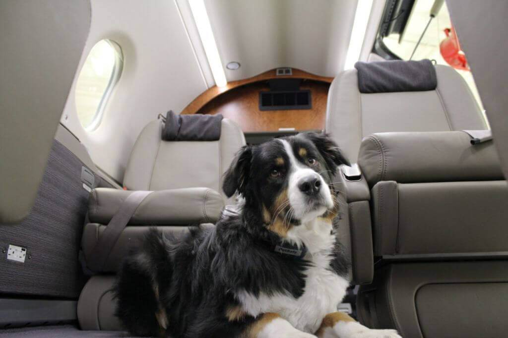 Перевозка собак в самолете: правила, необходимые документы, размеры переноски в 2019 году