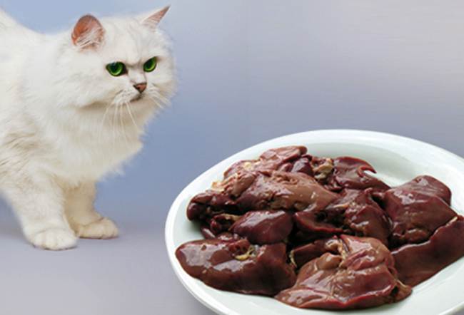 Субпродукты для кошек: какие лучше давать, в каком количестве и как часто, сырые или вареные, для чего вводить в рацион