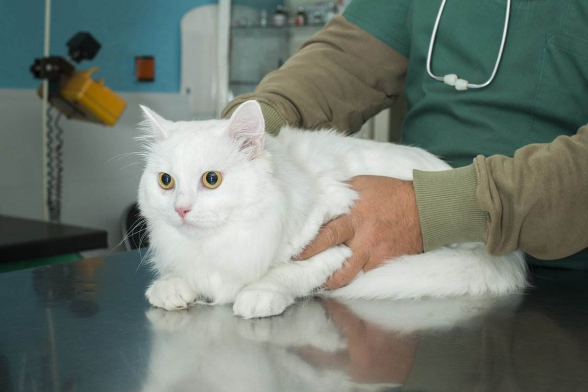 Острая почечная недостаточность (опн) у кошек: симптомы и лечение