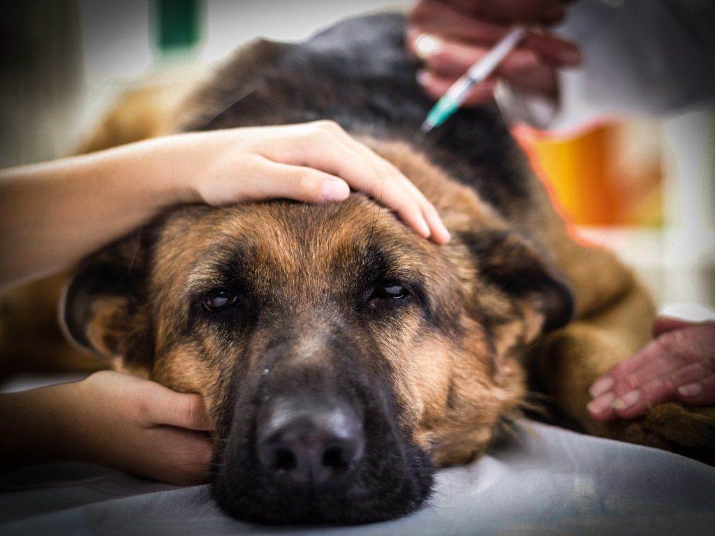 Чумка у собак: виды, симптомы и лечение