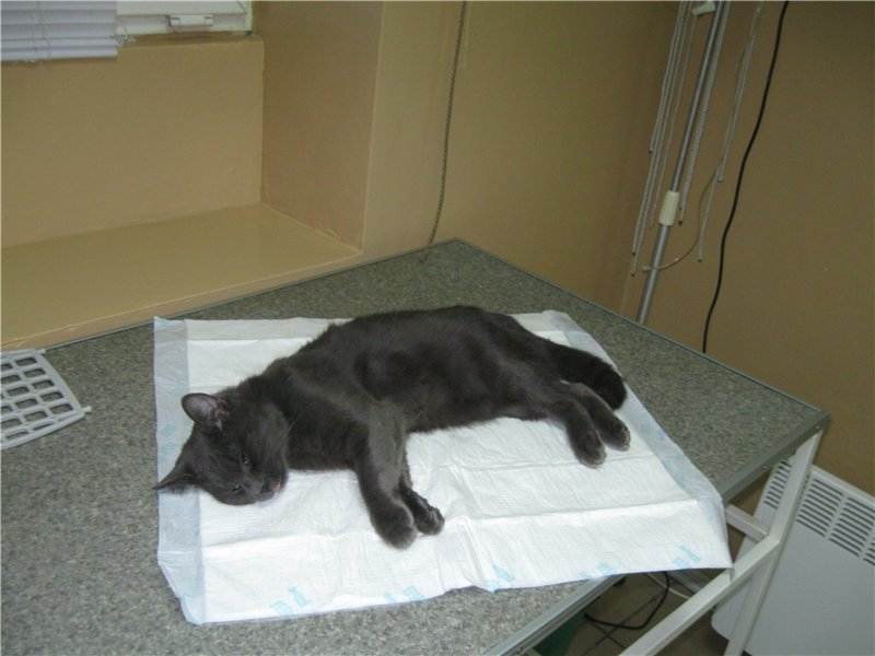 Пиометра у кошки: причины, симптомы и лечение заболевания. уход за кошкой после операции при пиометре