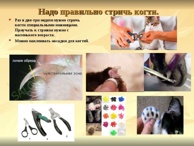 ᐉ как стричь когти котенку? - ➡ motildazoo.ru