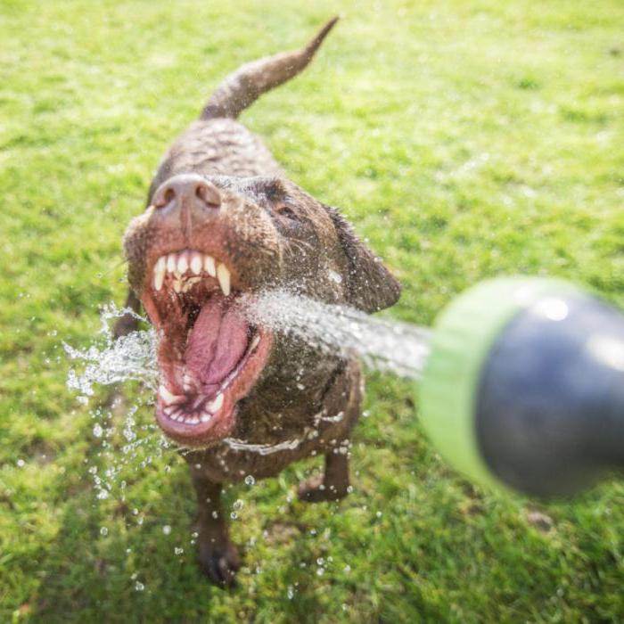 Как помочь собаке пережить жару: основные рекомендации - догофф
