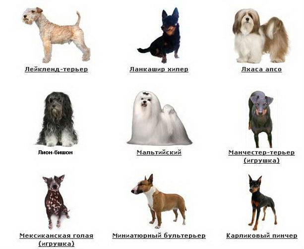 Средние породы собак с фотографиями и названиями
