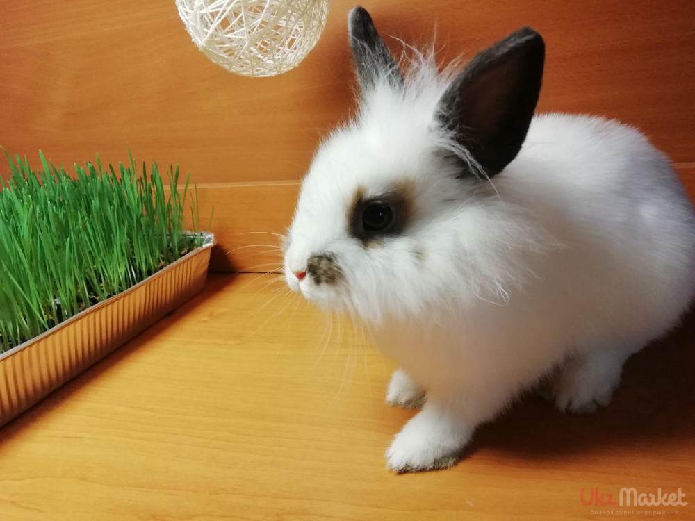 Породы кроликов - названия и фото (каталог)