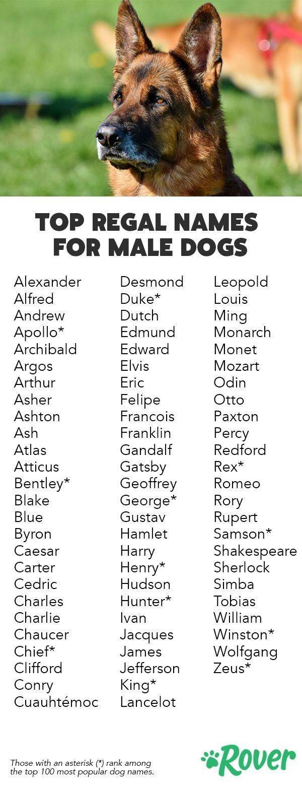Имена, клички для собак мальчиков: как можно назвать щенка маленьких и крупных пород