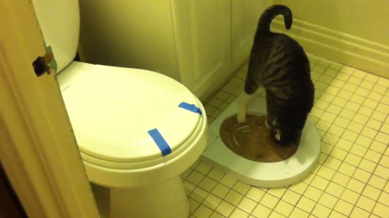 3 причины почему кошка часто ходит в туалет по большому