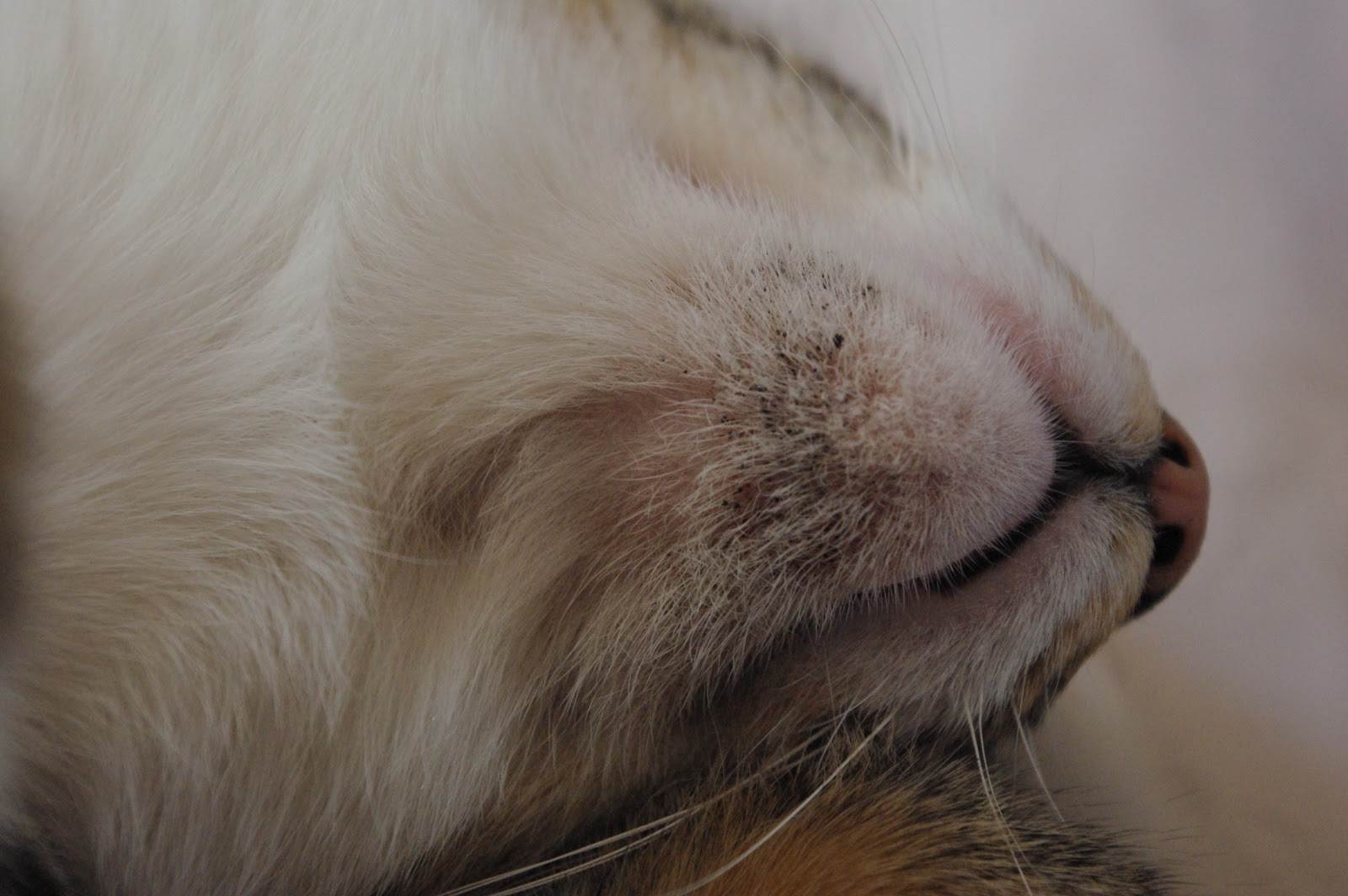 Акне у кошек: причины, симптомы, лечение, осложнения и профилактика | блог ветклиники "беланта"