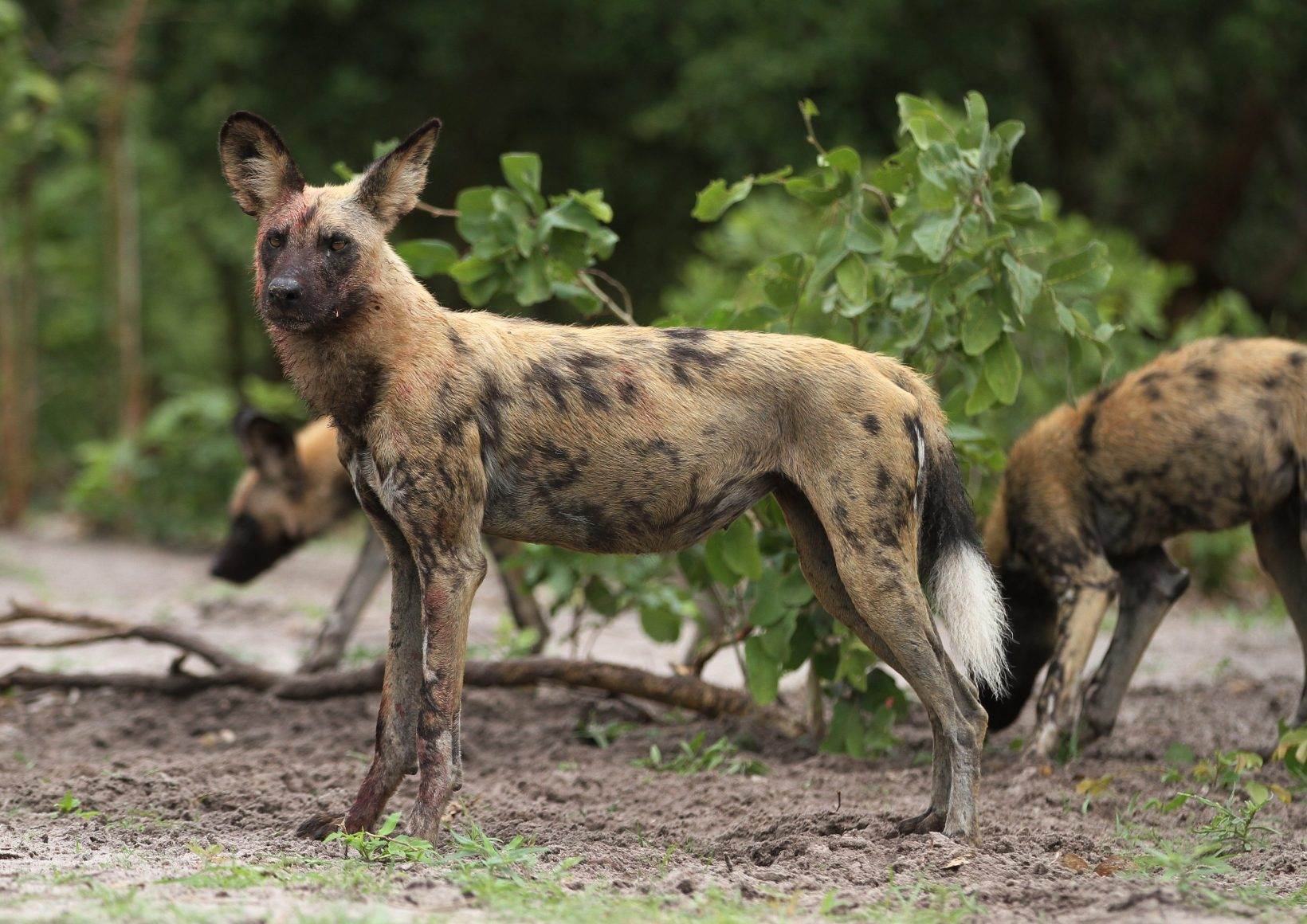 Гиеновая собака. образ жизни и среда обитания гиеновой собаки | животный мир