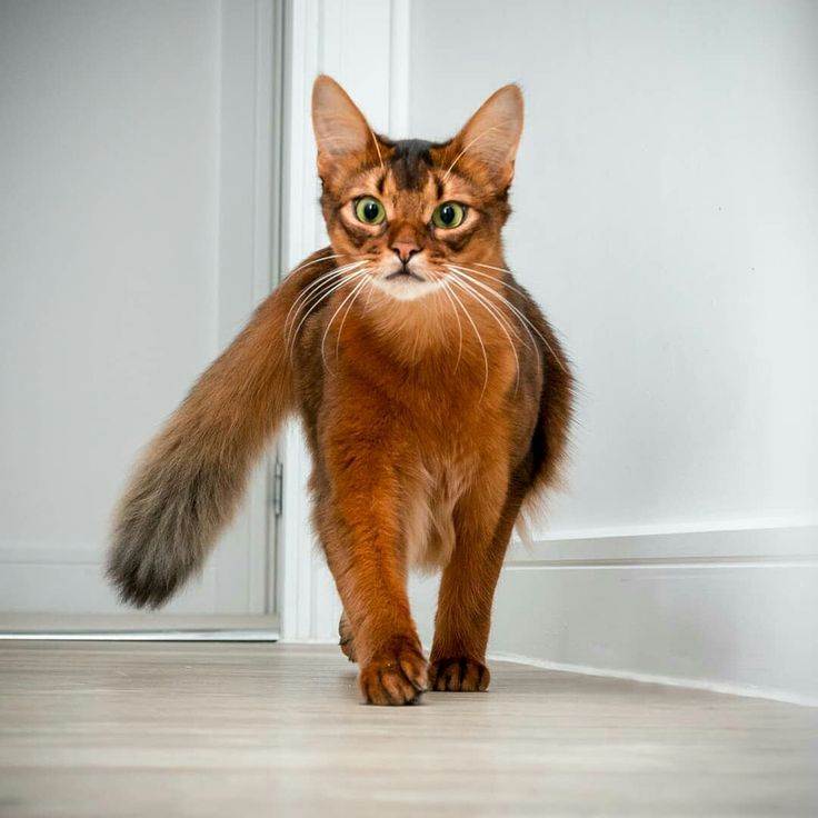 Кошка сомали: описание внешности и характера, уход за питомцем и его содержание, выбор котёнка, отзывы владельцев, фото сомалийского кота