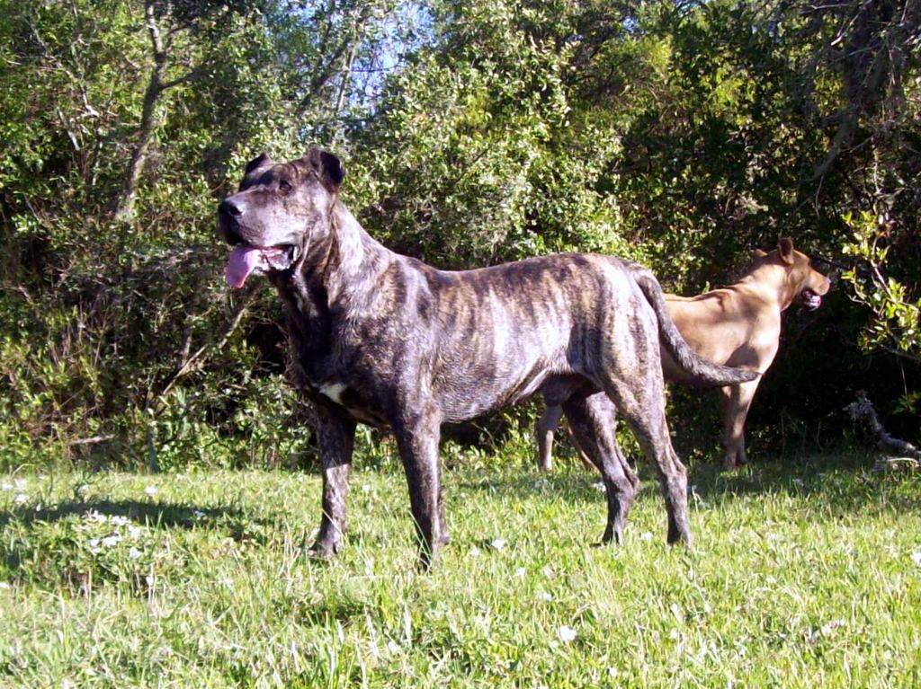 Порода собаки уругвайский симаррон