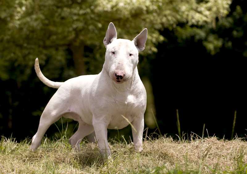 Собака с крысиной мордой — бультерьер: характеристика и описание породы, отзывы владельцев