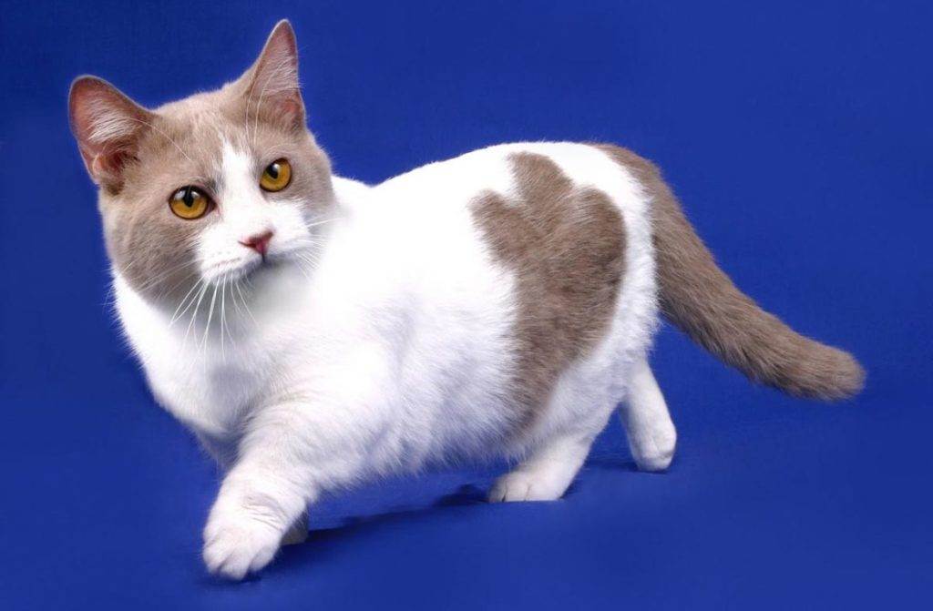 Кошка с длинными лапами - фото название и описание породы