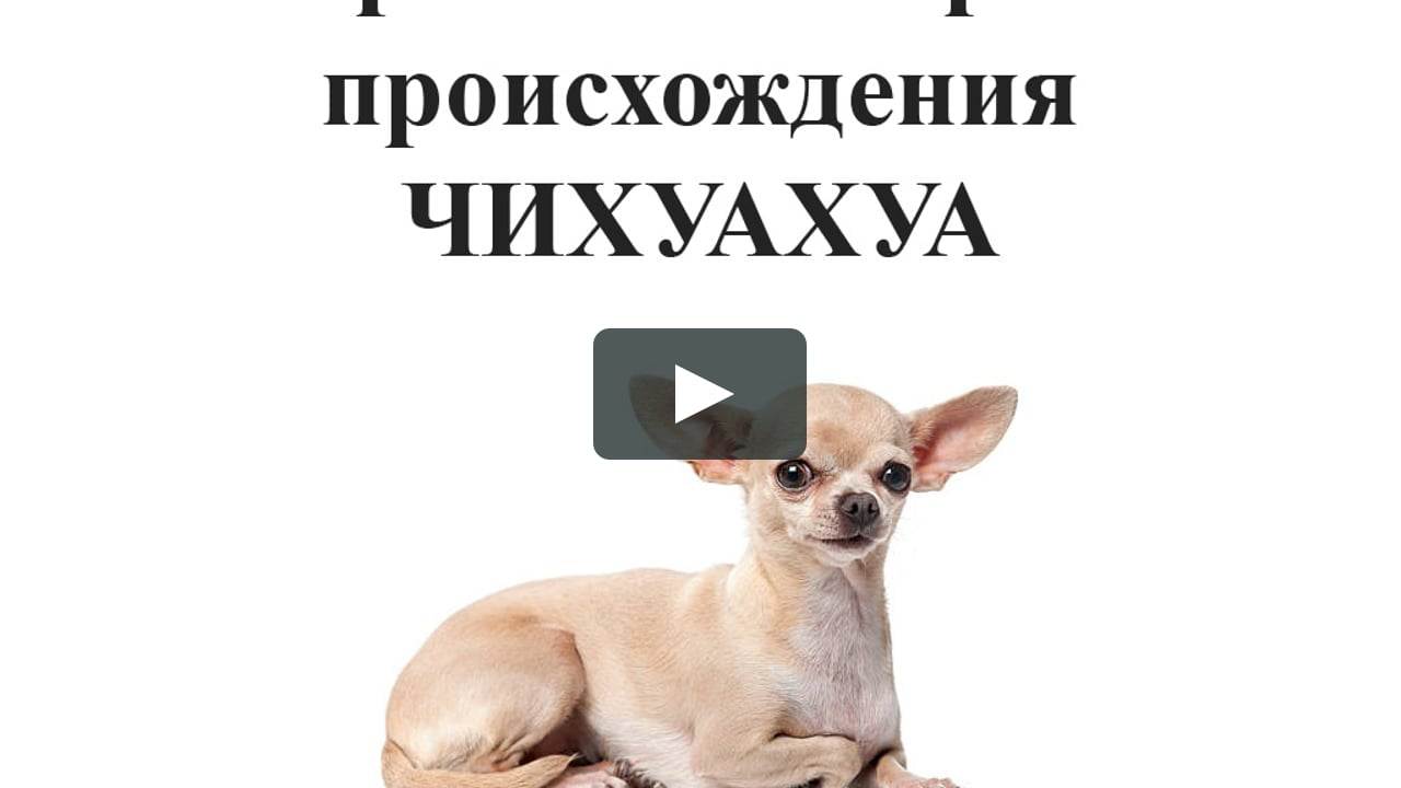 История возникновения породы. чихуахуа