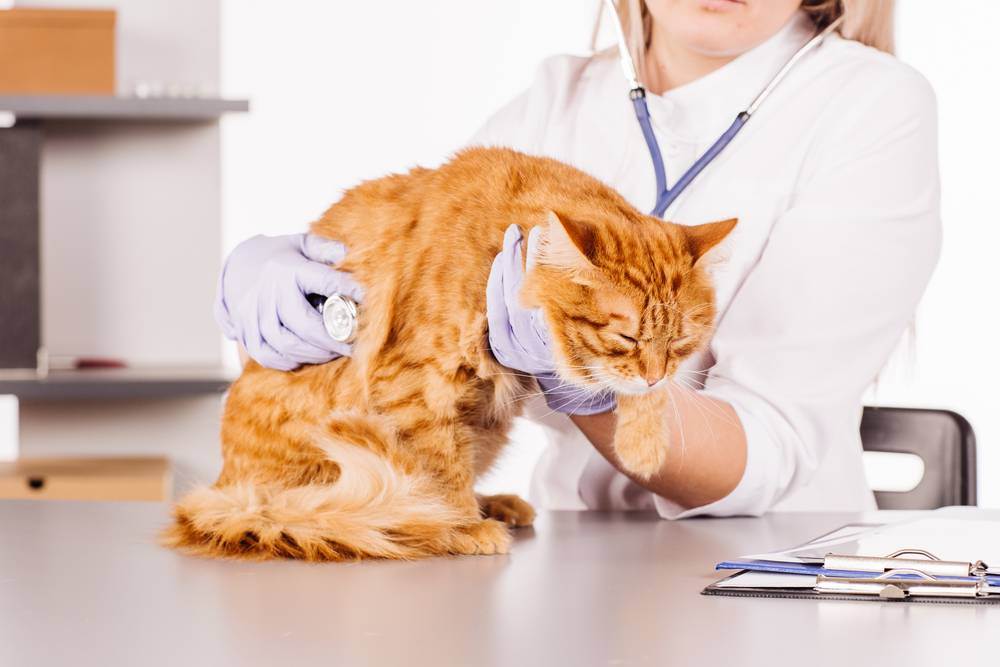 Мастит у кошек - медикаментозные и народные способы лечения заболевания (110 фото)