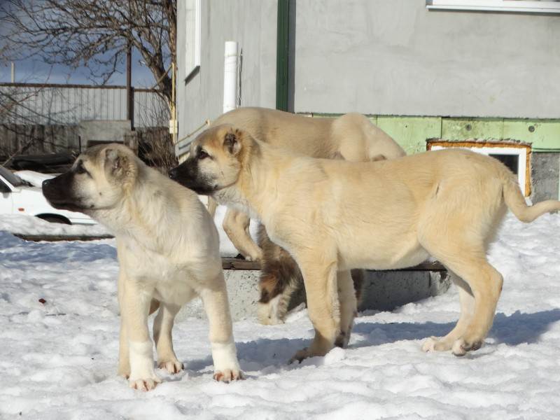 Турецкая собака кангал: особенности породы, воспитание и разведение