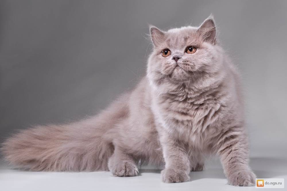Британская кошка: описание породы, характер, особенности ухода  - mimer.ru