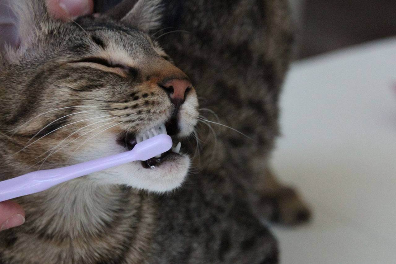 Зубной камень у кошек