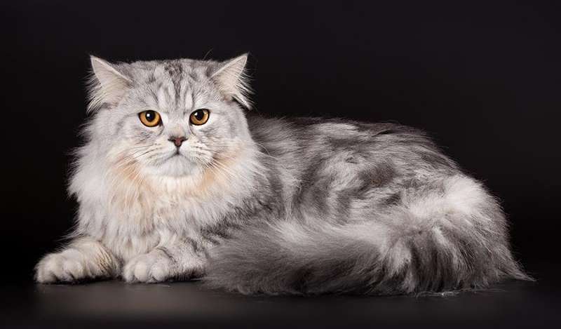 Шотландская прямоухая кошка: фото, описание, характер, цена кошки, отзывы ✔