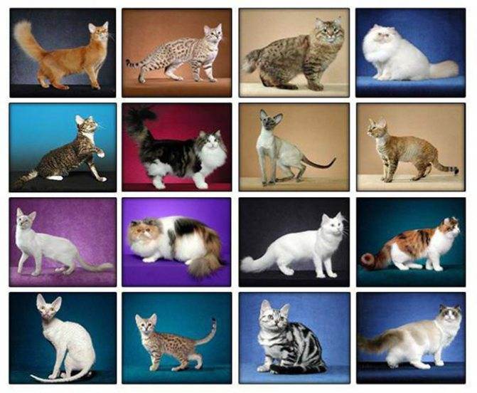 Сколько видов кошек существует в мире? сколько существует признанных пород кошек породы кошек сколько всего пород.