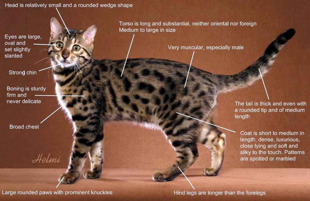 Дикие кошки: виды, отличия, черты, особенности, питание, фото, видео - мир кошек