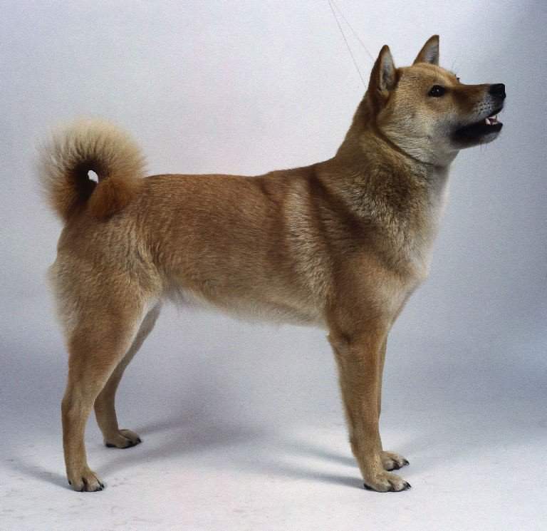 Японские породы собак с фотографиями, названием и описанием