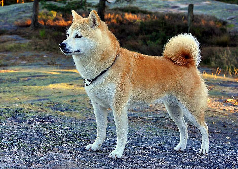 Японские собаки: породы, их описание и фото