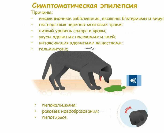 Эпилепсия у кошек лечение – как прекратить приступы, первая помощь