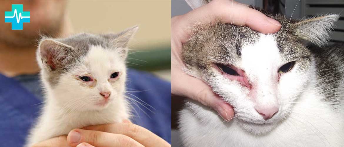 Хламидиоз у кошек: опасен ли для человека, симптомы, лечение