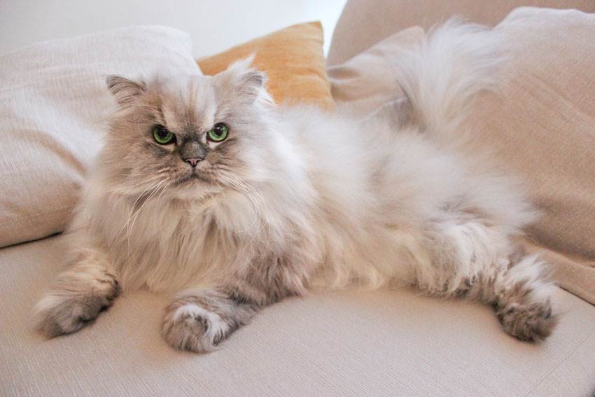 Описание породы кошек персидская шиншилла: характер, уход