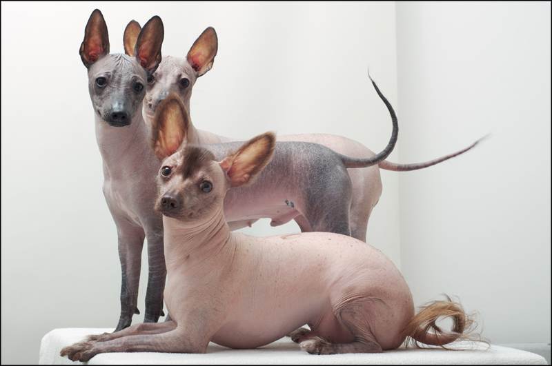 Самые страшные породы собак: подборка описаний и фото