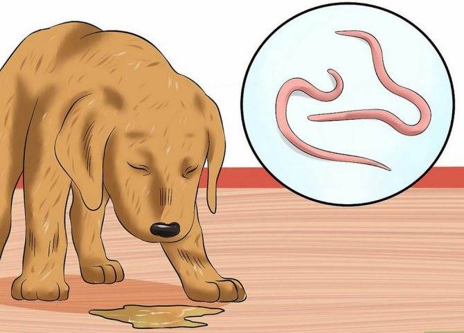 Наиболее распространенные причины формирования бактериального воспаления кожи у собак. лечебные меры.